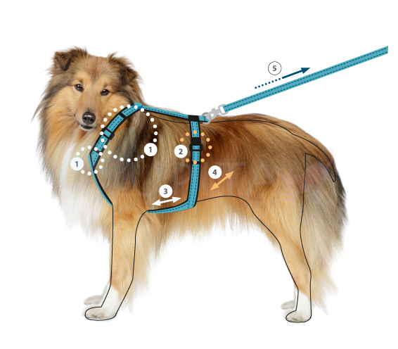 Hund annyx Passformcheck