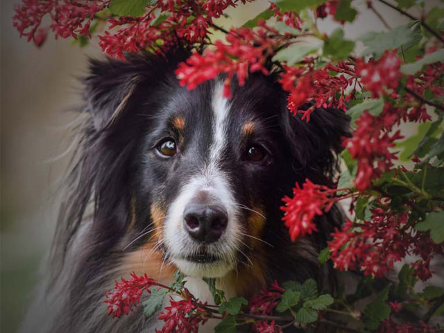 Knochen und Kauartikel für Hunde in unterschiedlichen Größen