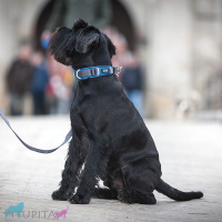 DOG Copenhagen Halsband Urban Explorer Collar Wild Rose pink