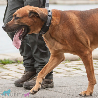 DOG Copenhagen Halsband Urban Explorer Collar Wild Rose pink