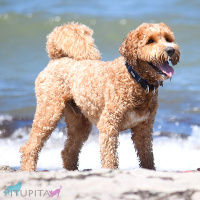 DOG Copenhagen Halsband Urban Explorer Collar Wild Rose pink L/XL