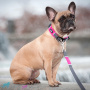 DOG Copenhagen Halsband Urban Explorer Collar Wild Rose pink L/XL