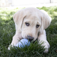 KONG Puppy für Welpen XS Hellblau