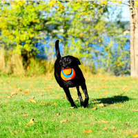 Chuckit® Kick Fetch Fußball S