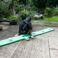Schnüffelspaß Matte für Spürnasen Hundetraining Dog Agility in grün