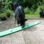 Schnüffelspaß für Spürnasen Hundetraining Dog Agility in grün