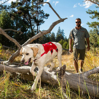 Ruffwear Web Master Sicherheitsgeschirr Twilight Grey / grau