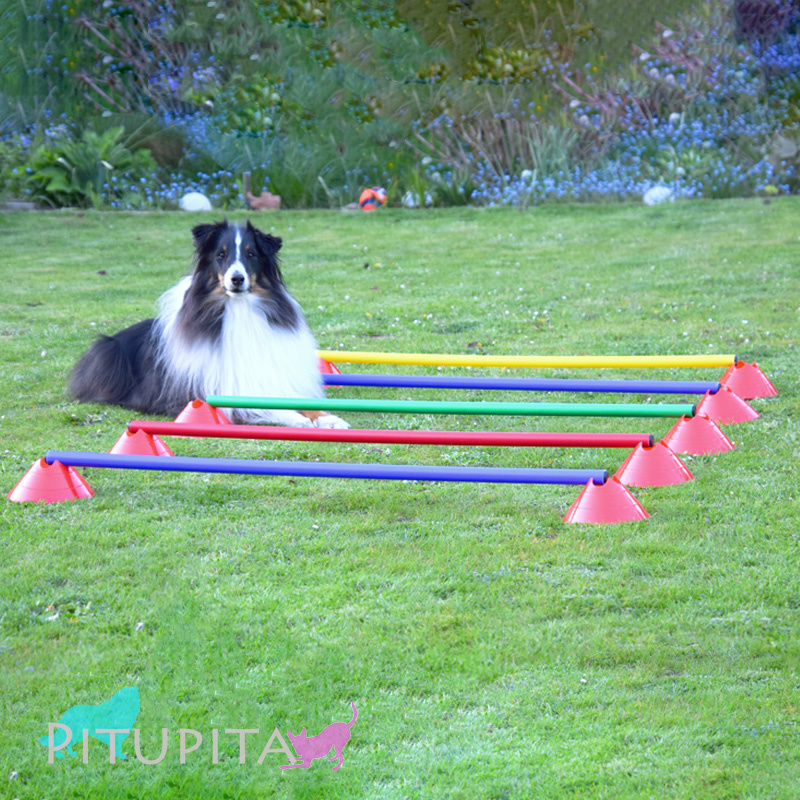 Hürden Set Cavaletti Agility Hundetraining 100cm ROT BLAU