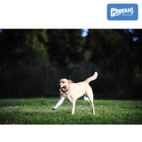 Chuckit Ultra Duo Tug M