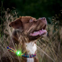 Orbiloc Safety Light helles Hundelicht Sicherheitslicht in grün