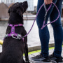 DOG Copenhagen Walk Harness AIR Geschirr schwarz black V2 XS