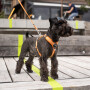 DOG Copenhagen Walk Harness AIR Geschirr blau Ocean Blue V2