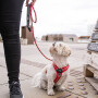 DOG Copenhagen Walk Harness AIR Geschirr braun Mocca V2 XS