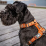 DOG Copenhagen Walk Harness Air Geschirr Orange Sun V2 S