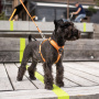 DOG Copenhagen Walk Harness AIR Geschirr Orange Sun V2 XL