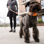 DOG Copenhagen Halsband Urban Explorer V2 mocca braun