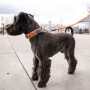 DOG Copenhagen Halsband Urban Explorer V2 mocca braun
