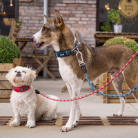 DOG Copenhagen Halsband Urban Explorer V2 mocca braun XS