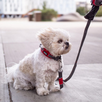DOG Copenhagen Halsband Urban Explorer V2 mocca braun XS