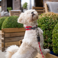 DOG Copenhagen Halsband Urban Explorer V2 purple passion violett lila L/XL