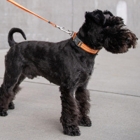 DOG Copenhagen Halsband Urban Style V2 Purple Passion lila violett