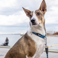 DOG Copenhagen Halsband Urban Style V2 Purple Passion lila violett L