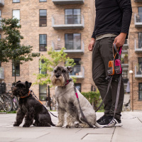 DOG Copenhagen Leine Führleine Urban Trail V2 Wild Rose pink S