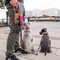 DOG Copenhagen Leine Führleine Urban Trail V2 Wild Rose pink S