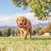 KONG Wubba puppy für Welpen blau mit Quietscher hellblau