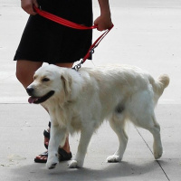 KONG Leine Führleine verstellbar schwarz S/M