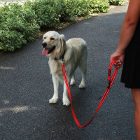 KONG Leine Führleine verstellbar schwarz M/L