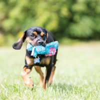 KONG Cozies Brights Kuscheltier Löwe türkis M