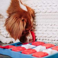 Nina Ottosson Dog Brick Bausteine Intelligenzspielzeug LEVEL 2