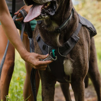 Ruffwear Switchbak Geschirr Sicherheitsgeschirr Granite Gray grau L/XL