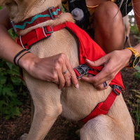Ruffwear Switchbak Geschirr Sicherheitsgeschirr Red Sumac rot L/XL
