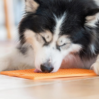 LickiMat BUDDY SchleckmatteLeckmatte groß 30,5x25,5cm ORANGE