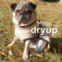 DryUp Trocken Cape Hundebademantel für Mops Bulldogge in sand beige 30cm Rückenlänge