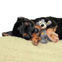 KONG Wild Knots Teddy Bär Kuschelbär GRAU S/M