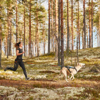 Non-stop dogwear Zuggeschirr Laufgeschirr Sportgeschirr Freemotion Größe 3