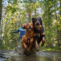 Non-stop dogwear Zuggeschirr Laufgeschirr Sportgeschirr Freemotion Größe 3
