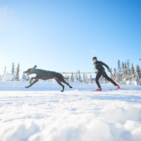 Non-stop dogwear Zuggeschirr Laufgeschirr Sportgeschirr Freemotion Größe 3
