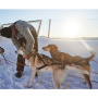 Non-stop dogwear Nansen Nome 5.0 Zuggeschirr Mushing Sportgeschirr