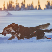 Non-stop dogwear Nansen Nome 5.0 Zuggeschirr Mushing Sportgeschirr Größe 5
