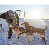 Non-stop dogwear Nansen Nome 5.0 Zuggeschirr Mushing Sportgeschirr Größe 5