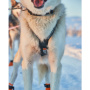 Non-stop dogwear Nansen Nome 5.0 Zuggeschirr Mushing Sportgeschirr Größe 5 1/2