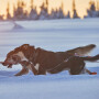 Non-stop dogwear Nansen Nome 5.0 Zuggeschirr Mushing Sportgeschirr Größe 6