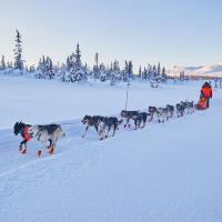 Non-stop dogwear Nansen Nome 5.0 Zuggeschirr Mushing Sportgeschirr Größe 6 1/2