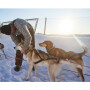 Non-stop dogwear Nansen Nome 5.0 Zuggeschirr Mushing Sportgeschirr Größe 6 1/2