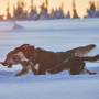 Non-stop dogwear Nansen Nome 5.0 Zuggeschirr Mushing Sportgeschirr Größe 7