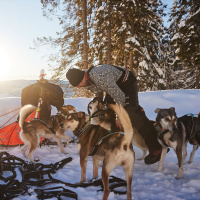 Non-stop dogwear Nansen Nome 5.0 Zuggeschirr Mushing Sportgeschirr Größe 7 1/2